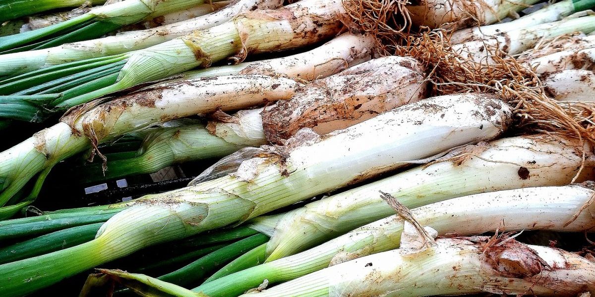 Plano de calçots del huerto
