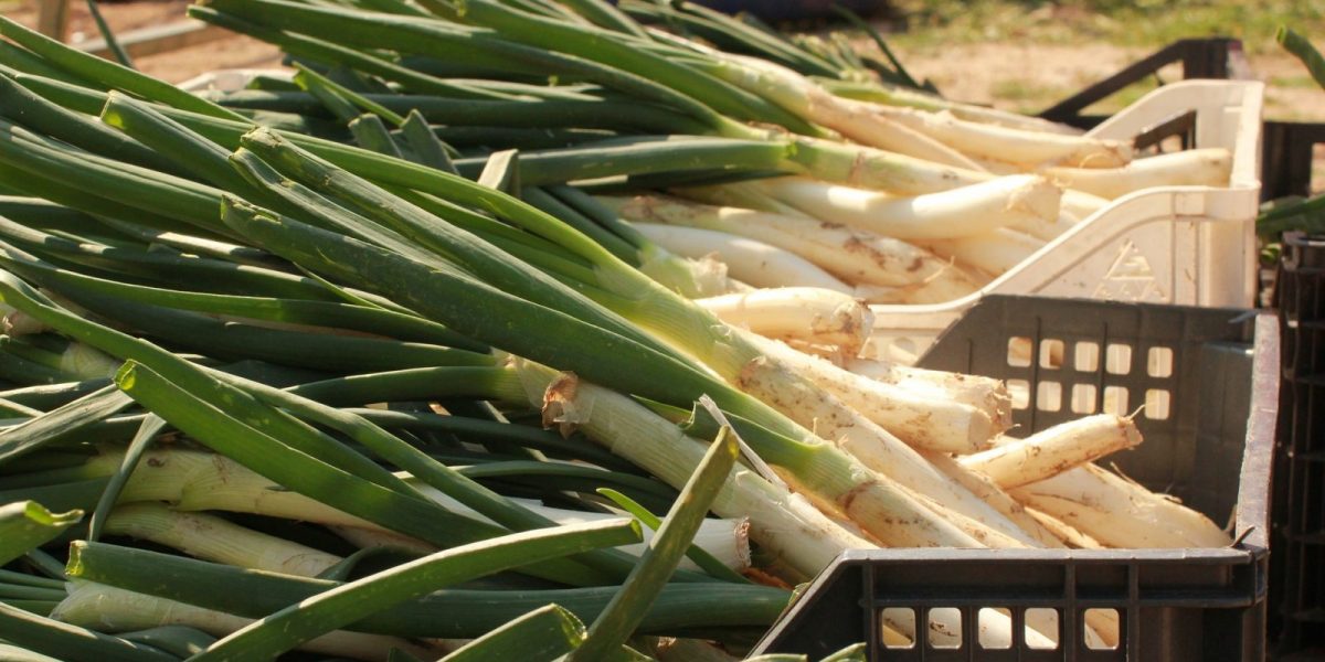 Plano de calçots del huerto dentro de una caja