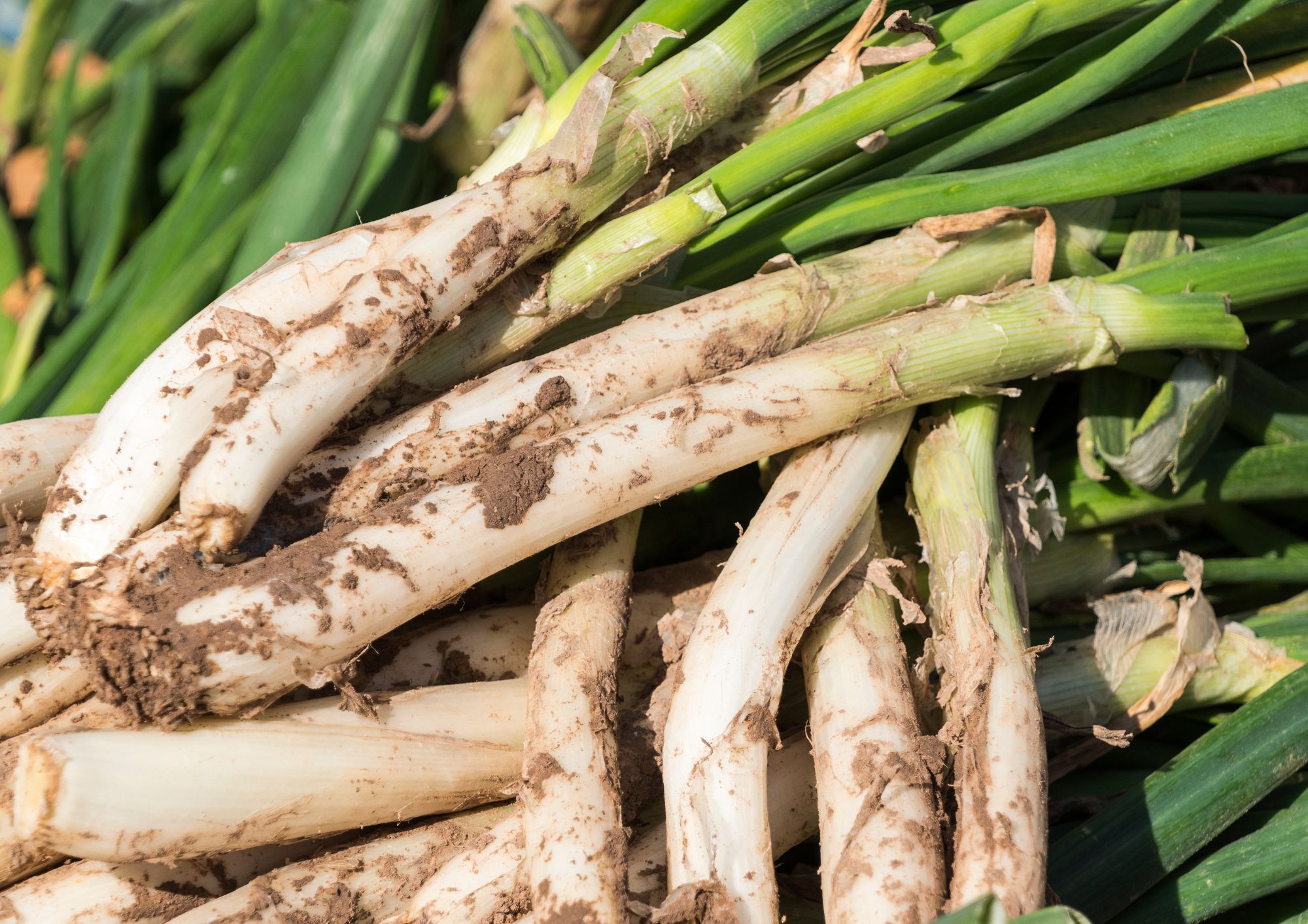 Vine a fer una calçotada a Sentmenat