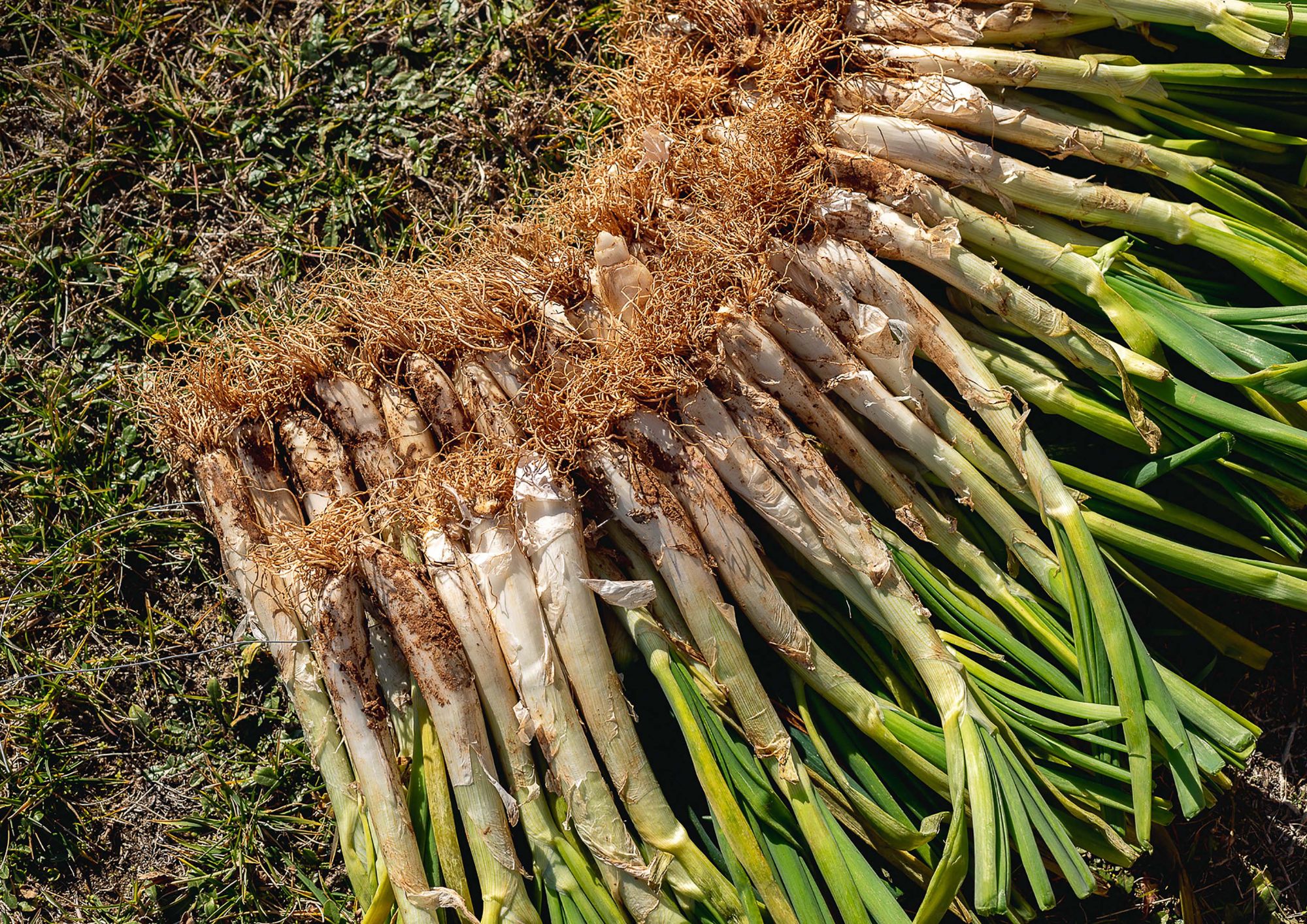 Si te gustan los calçots en Terrassa ven a nuestro restaurante