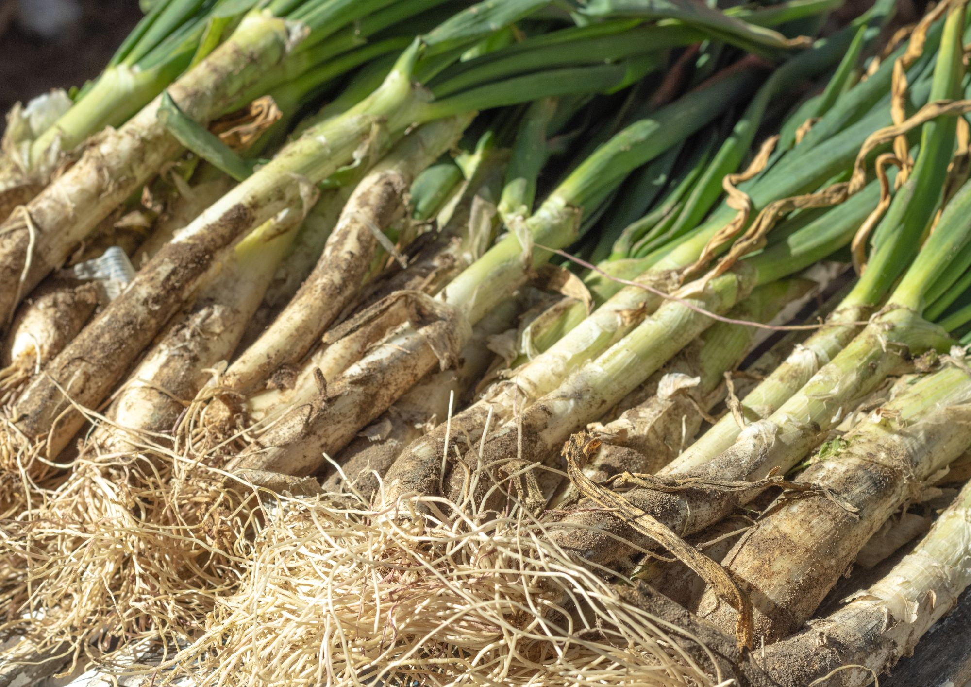 Haz una calçotada en Terrassa en Can Montcad