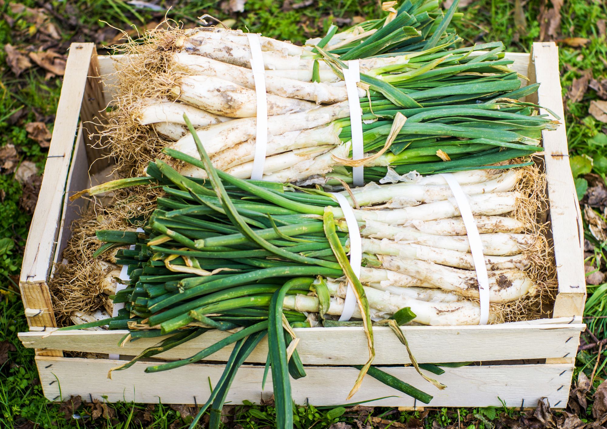 calçots barcelona