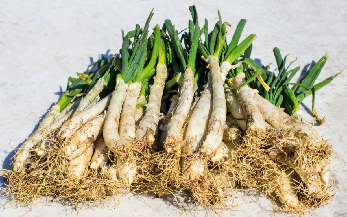 calçots
