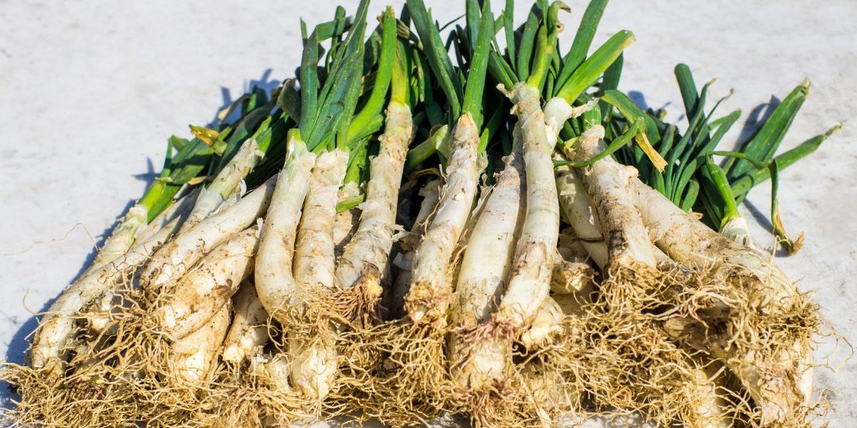 calçot