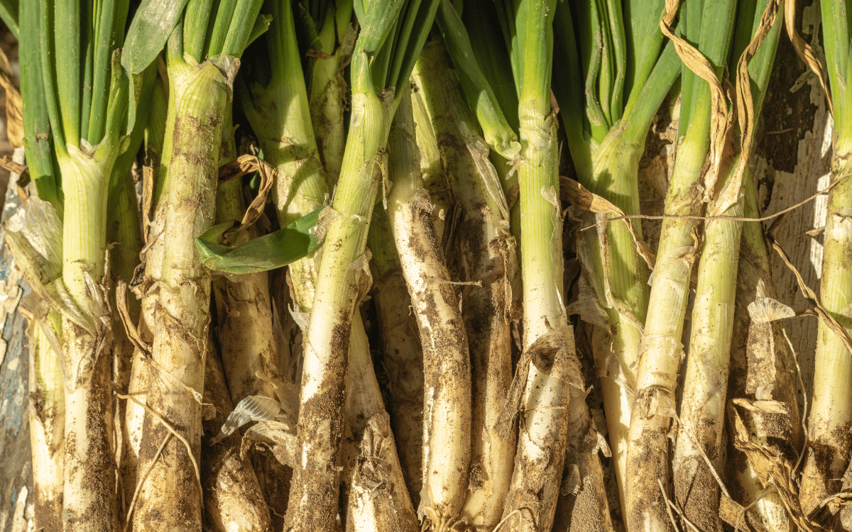 Calçots cocinándose a la brasa en restaurante de calçots en Cerdanyola del Vallès